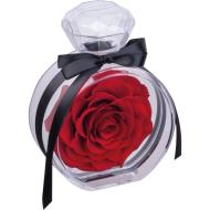 Róża dekoracyjna MARCELLA