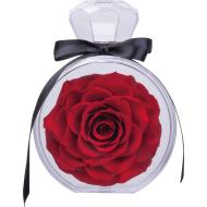 Róża dekoracyjna MARCELLA