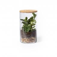 Szklane terrarium, nasiona kaktusa